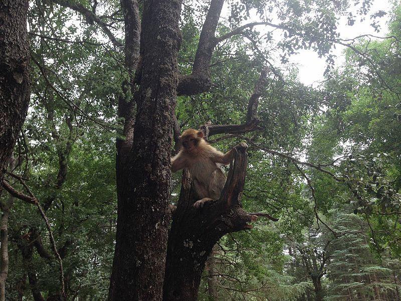 File:Monkey in tree.jpg