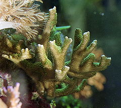 Description de l'image Montipora digitata.jpg.