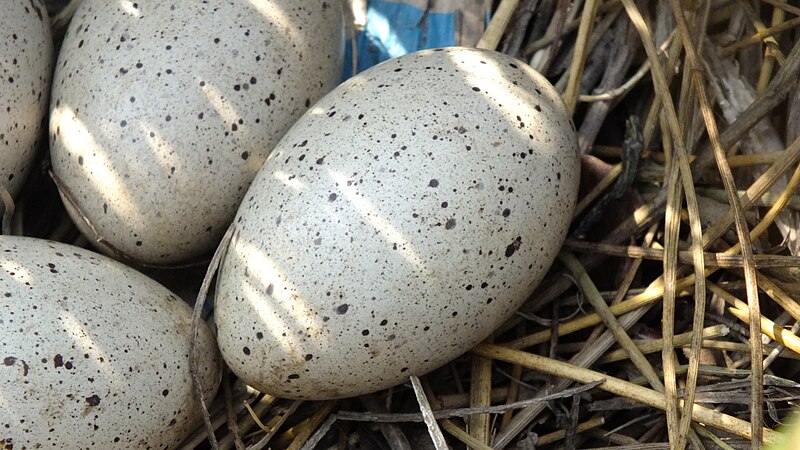 File:Moorhen Eggs.jpg