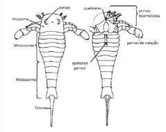 Divisão do corpo, apêndices corporais, quelíceras e ocelos.