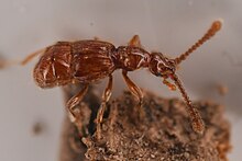 image of Morius occidens which is brown and ant like in appearance but has a large abdomen and antennae.