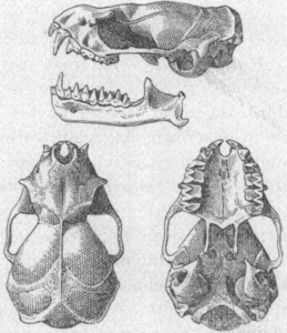 Mormopterus minutus Miller 1899.png