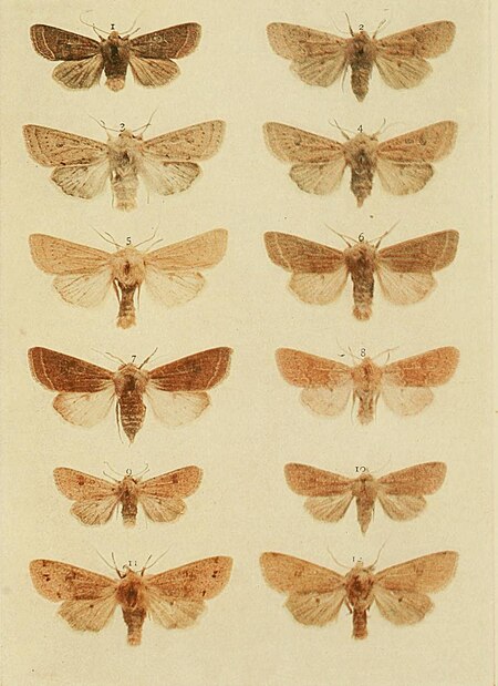 Tập_tin:Moths_of_the_British_Isles_Plate158.jpg