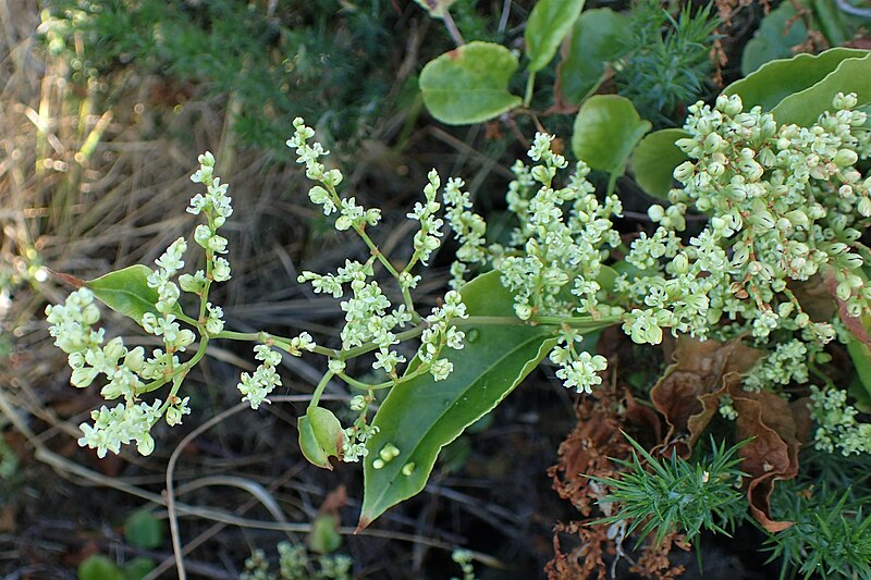 File:Muehlenbeckia australis kz6.jpg