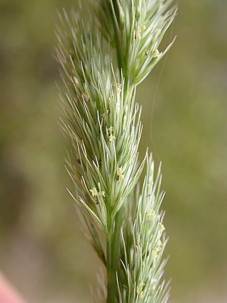 <i>Muhlenbergia glomerata</i> Species of grass