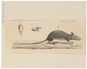 Mus nezumi - 1700-1880 - Print - Iconographia Zoologica - Special Collections University of Amsterdam - UBA01 IZ20500049.tif