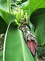 Musa acuminata, Banan karłowaty, 2019-07-12