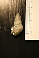Museo delle Grigne - EL14B - Gigantogonia aldovrandi sulcellata incollata.jpg