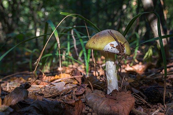 Amanita phalloides