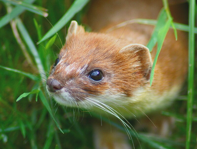 Mustela Erminea head.jpg