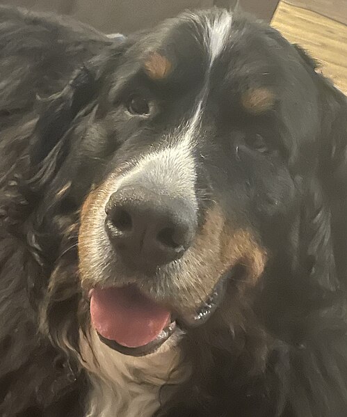 File:My Bernese Mountain Dog.jpg