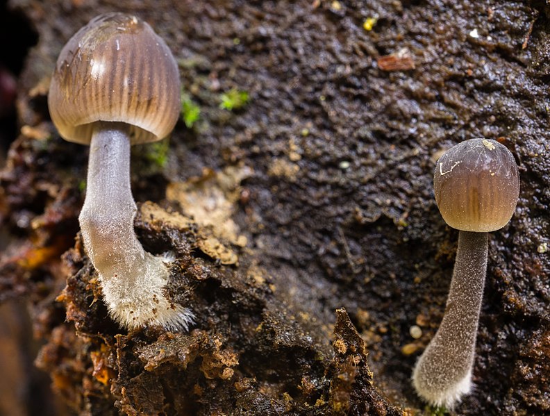 File:Mycena leptocephala (Pers.) Gillet 715811.jpg