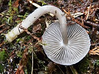 Mycena Overholtsii