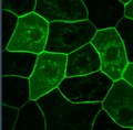 File:Myosin-Vb-Mediated-Plasma-Membrane-Homeostasis-Regulates-Peridermal-Cell-Size-and-Maintains-Tissue-pgen.1004614.s013.ogv