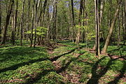 Naturschutzgebiet Breiter Berg bei Haselstein