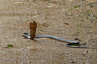 <span class="mw-page-title-main">Brown forest cobra</span> Species of snake