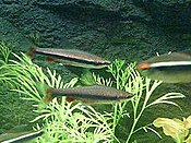 Nannostomus-beckfordi.jpg