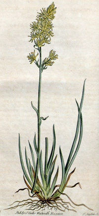 Vignette pour Narthecium americanum