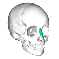 Nasal bone anterior2.png