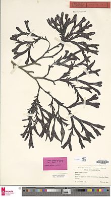 Fucus distichus L. subsp. edentatus (Bach.Pyl.) Powell, isotype herbarium specimen, 1910 Naturalis Biodiversity Center - L.4018891 - Fucus distichus L. subsp. edentatus (Bach.Pyl.) Powell - Fucaceae - Plant type specimen.jpeg