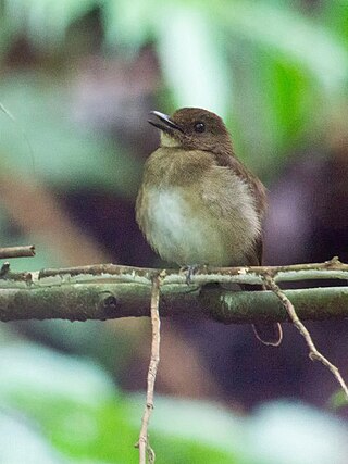 <span class="mw-page-title-main">White-throated jungle flycatcher</span> Species of bird