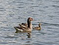 * Nominācija Greylag goose family on a pond near Neuhaus Castle --Ermell 05:38, 28 May 2024 (UTC) * Atzinība  Support Good quality. --Skander zarrad 06:26, 28 May 2024 (UTC)