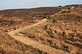 New Forest, Broad Bottom, northern end - geograph.org.uk - 636550.jpg