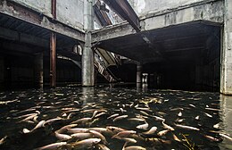 The flooded interior in 2012, with numerous fish. This photograph is part of a set that went viral in 2014, drawing international attention. New World Department Store with fish, Bangkok 2012.jpg