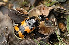 Nicrophorus vespillo