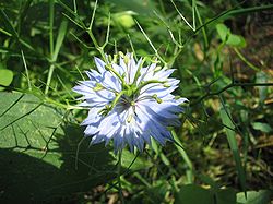 Nigella-damascena-JungferImGarten.jpg