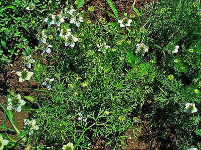 Nigella sativa Habitus