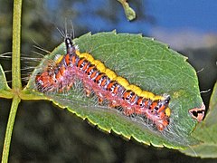 Noctuidae - Acronicta psi (caterpillar).JPG