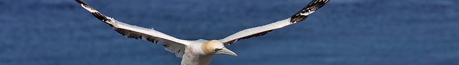 Heligoland page banner