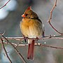 Thumbnail for File:Northern cardinal female in CP (02035).jpg