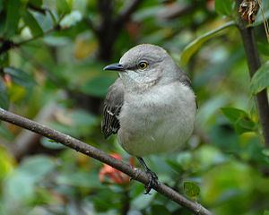 The northern mockingbird is the state bird of Mississippi. Northernmockingbird.jpg