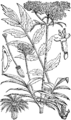 Zdravilna špajka. (Valeriána officinális.) Illustration #447 in Martin Cilenšek Naše škodljive rastline, Celovec (1892)