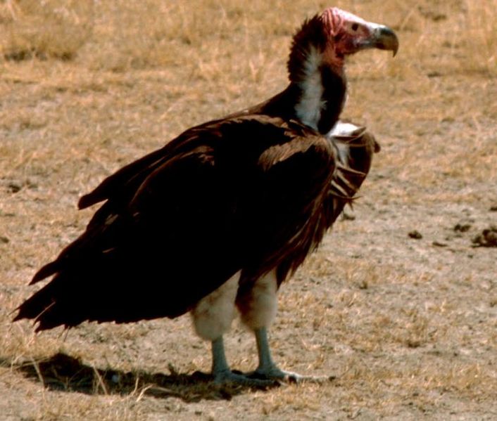 File:Nubianvulture.jpeg