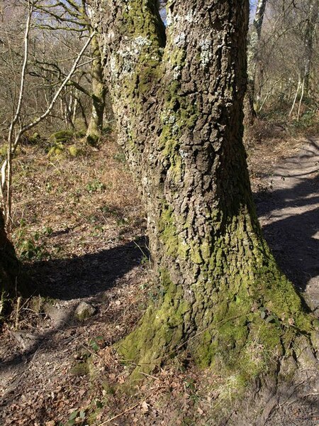 File:Oak tree, Lustleigh Cleave - geograph.org.uk - 1762405.jpg