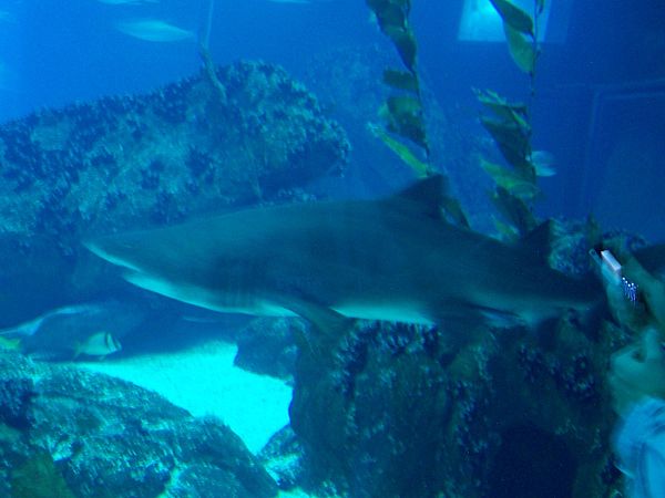 Oceanarium shark.JPG