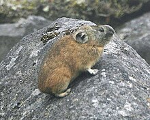 Northern pika Ochotona hyperborea yesoensis detail.jpg