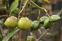 The apparently separate nuts of Ochrosia borbonica actually are apocarpous carpels, two from each flower. Ochrosia borbonica fruit 1.JPG