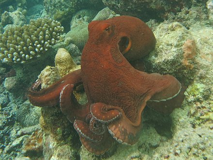 В море водятся осьминоги. Осьминог цианея. Осьминоги красного моря. Головоногие моллюски осьминог Синекольчатый. Синекольчольчатый осьминог.