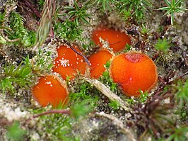 Groot oranje mosschijfje