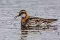 * Nomination: Red-necked phalarope near dyrholaey, Iceland --Ssprmannheim 13:13, 9 January 2020 (UTC) * * Review needed