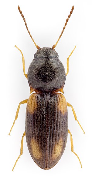 File:Oedostethus quadripustulatus2.jpg