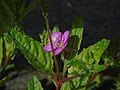 Oenothera rosea