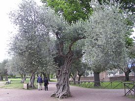 Олива европейская. Типовой вид рода. Общий вид взрослого растения