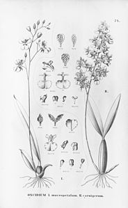 plate 74 Gomesa macropetala (as syn. Oncidium macropetalum), Gomesa cornigera (as syn. Oncidium cornigerum)