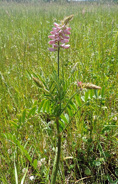 File:Onobrychis viciifolia kz2.JPG