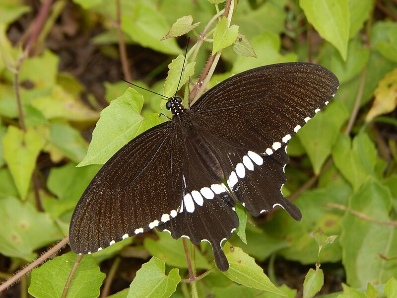 File:Open wing basking of Papilio polytes (Linnaeus, 1758) – Common Mormon.jpg